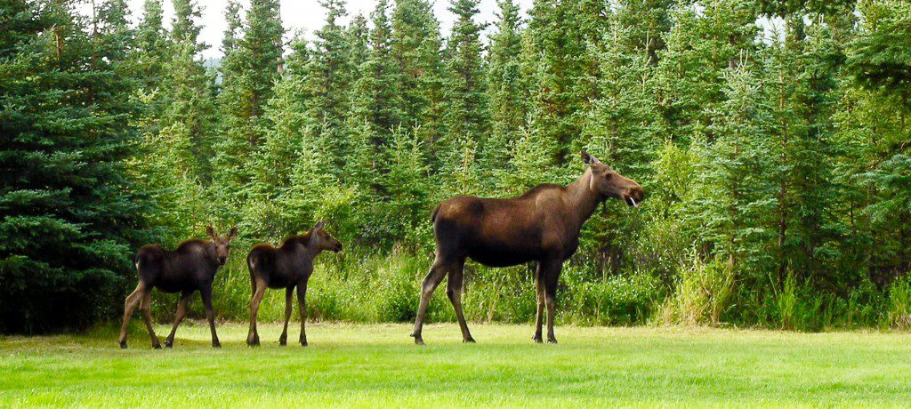 A moose and her calf in the grass.