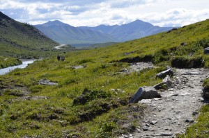 A trail in the mountains with green grass and rocks in color