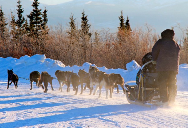 A herd of wild animals walking across the snow image